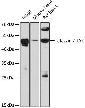 Tafazzin/TAZ Polyclonal Antibody (E-AB-90465)