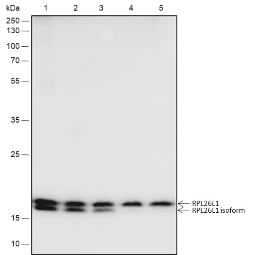 Recombinant RPL26L1 Monoclonal Antibody (AN301772L)