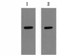 Strep-Tag Monoclonal Antibody (E-AB-20021)