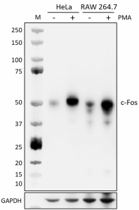 Purified anti-c-Fos Antibody (657051)