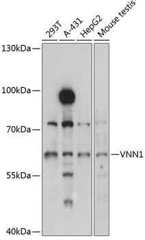VNN1 Polyclonal Antibody (E-AB-92527)