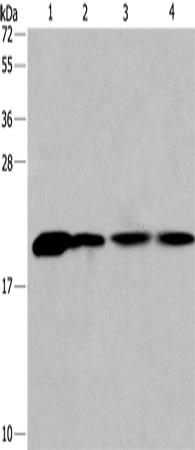PPIB Polyclonal Antibody (E-AB-14905)