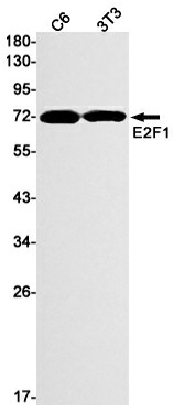 Recombinant E2F1 Monoclonal Antibody (E-AB-81553)