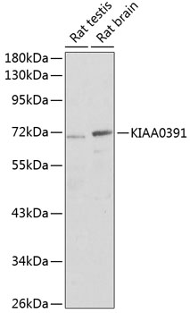 KIAA0391 Polyclonal Antibody (E-AB-62319)