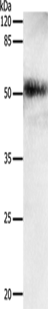 EDA Polyclonal Antibody (E-AB-12380)