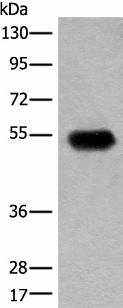 CDT1 Polyclonal Antibody (E-AB-17785)