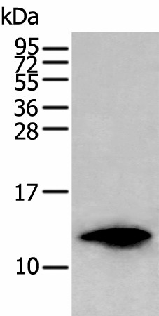 FSHB Polyclonal Antibody (E-AB-53479)