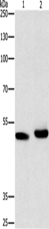 ATG4A Polyclonal Antibody (E-AB-16183)