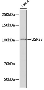 USP33 Polyclonal Antibody (E-AB-66715)