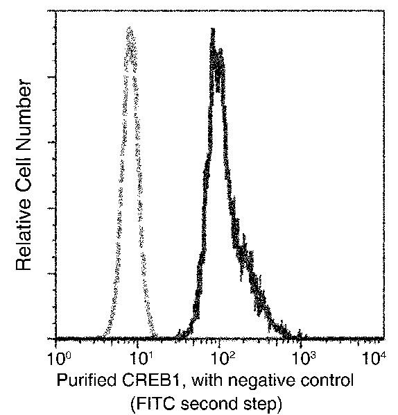CREB1 Monoclonal Antibody (AN200060P)