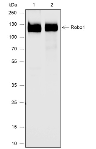 Recombinant Robo1 Monoclonal Antibody (AN301931L)