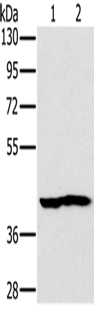 NDUFA10 Polyclonal Antibody (E-AB-11422)