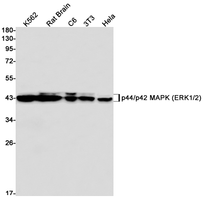 Recombinant ERK1/2 Monoclonal Antibody (E-AB-81432)