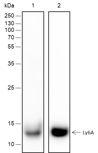 Recombinant Ly-6A/E Monoclonal Antibody (AN301591L)