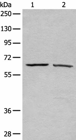 ATAD3A Polyclonal Antibody (E-AB-18524)