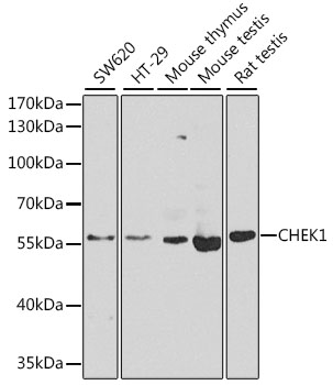 CHEK1 Polyclonal Antibody (E-AB-62039)