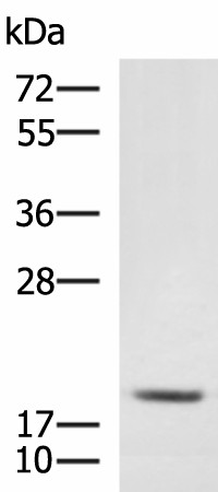 MRPL20 Polyclonal Antibody (E-AB-18777)