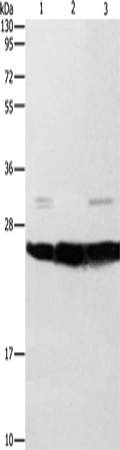 SIGMAR1 Polyclonal Antibody (E-AB-14664)