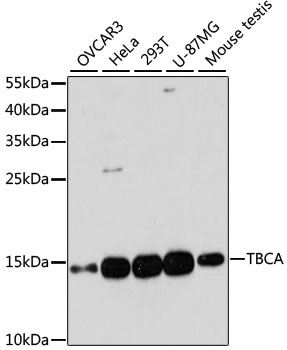 TBCA Polyclonal Antibody (E-AB-65996)
