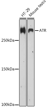 ATR Polyclonal Antibody (E-AB-93106)