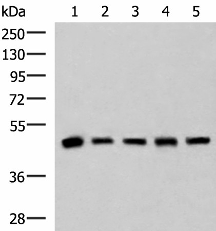 PCYT2 Polyclonal Antibody (E-AB-19016)