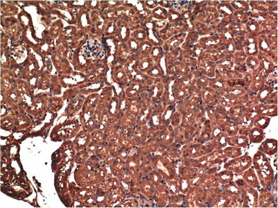 BAX Monoclonal Antibody (E-AB-22212)