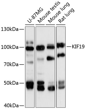 KIF19 Polyclonal Antibody (E-AB-90703)
