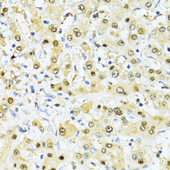 ITGB3BP Polyclonal Antibody (E-AB-66360)