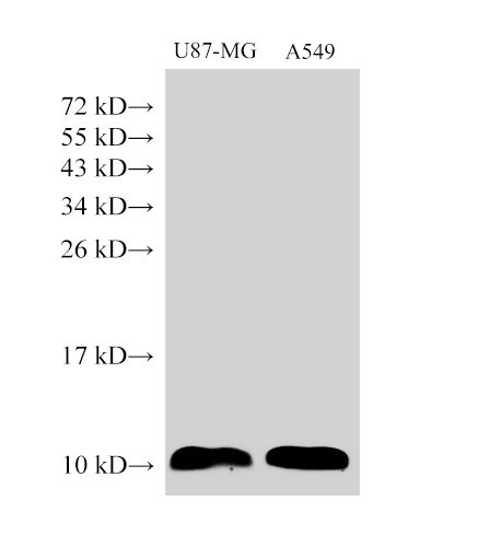 S100A6 Polyclonal Antibody (D-AB-10130L)