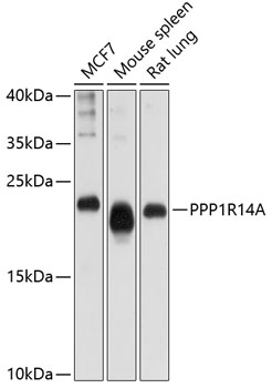 PPP1R14A Polyclonal Antibody (E-AB-64047)