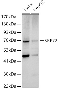 SRP72 Polyclonal Antibody (E-AB-90258)