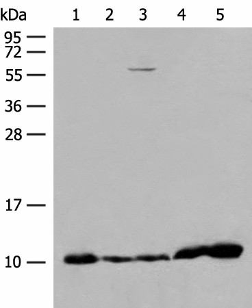 ATP5I Polyclonal Antibody (E-AB-19935)