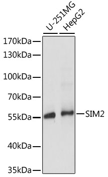 SIM2 Polyclonal Antibody (E-AB-65198)