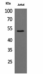 alpha Tubulin Polyclonal Antibody (E-AB-20073)