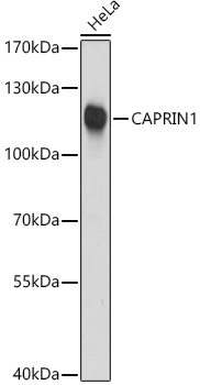 CAPRIN1 Polyclonal Antibody (E-AB-68414)