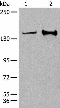 CAPN15 Polyclonal Antibody (E-AB-17763)