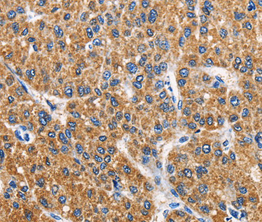 APLNR Polyclonal Antibody (E-AB-13919)