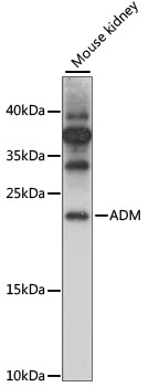ADM Polyclonal Antibody (E-AB-92899)