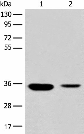 RGN Polyclonal Antibody (E-AB-17858)