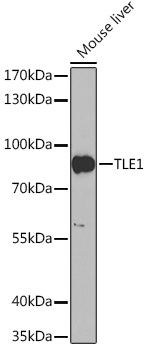 TLE1 Polyclonal Antibody (E-AB-90634)