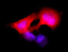 Ultra-LEAF™ Purified anti-human CD66c Antibody (386103)