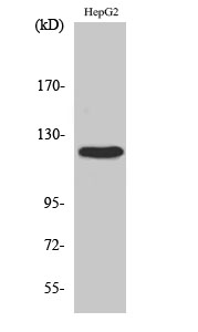 FAK Polyclonal Antibody (E-AB-31399)