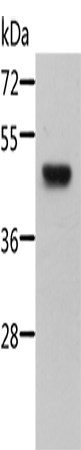 STRADB Polyclonal Antibody (E-AB-10784)
