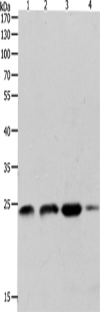 RHOA Polyclonal Antibody (E-AB-15491)