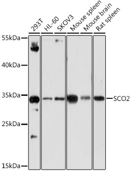 SCO2 Polyclonal Antibody (E-AB-67815)