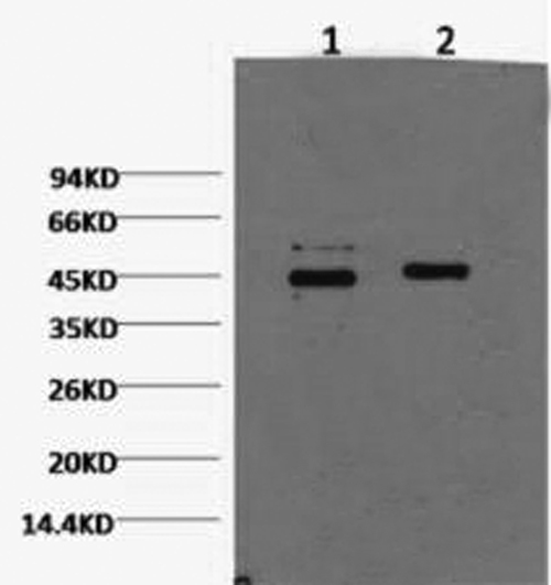 CASP9 Monoclonal Antibody (E-AB-22035)