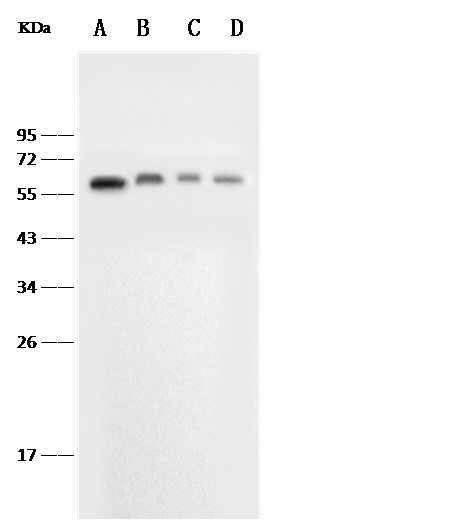 Recombinant E-Selectin/CD62e/SELE Monoclonal Antibody (AN300554P)