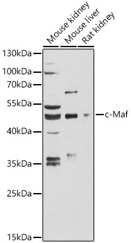 c-Maf Polyclonal Antibody (E-AB-90463)