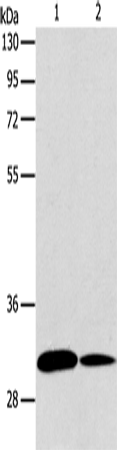 ATG5 Polyclonal Antibody (E-AB-10814)