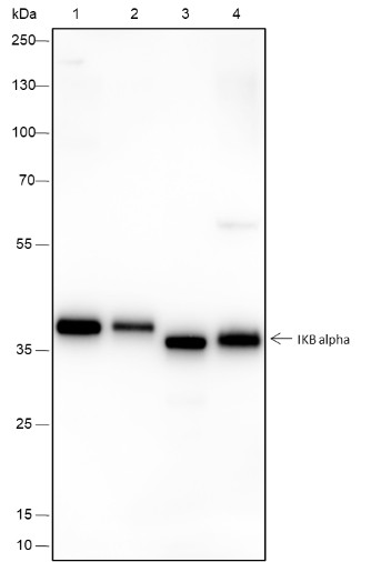 Recombinant IkB alpha Monoclonal Antibody (AN301711L)